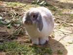 More pictures of Cream, the Dwarf Lop Rabbit -  58 of 90