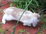 More pictures of Cream, the Dwarf Lop Rabbit -  60 of 90