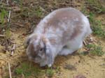 More pictures of Cream, the Dwarf Lop Rabbit -  63 of 90