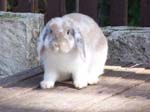 More pictures of Cream, the Dwarf Lop Rabbit -  68 of 90