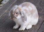 More pictures of Cream, the Dwarf Lop Rabbit -  70 of 90