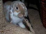 More pictures of Cream, the Dwarf Lop Rabbit -  71 of 90