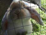 More pictures of Cream, the Dwarf Lop Rabbit -  72 of 90