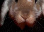 More pictures of Cream, the Dwarf Lop Rabbit -  73 of 90