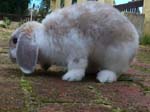 More pictures of Cream, the Dwarf Lop Rabbit