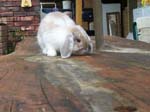 More pictures of Cream, the Dwarf Lop Rabbit -  78 of 90