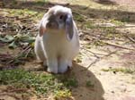 More pictures of Cream, the Dwarf Lop Rabbit