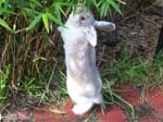 More pictures of Cream, the Dwarf Lop Rabbit -  80 of 90