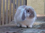 More pictures of Cream, the Dwarf Lop Rabbit -  81 of 90