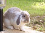 More pictures of Cream, the Dwarf Lop Rabbit -  83 of 90