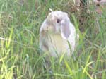 More pictures of Cream, the Dwarf Lop Rabbit -  84 of 90