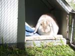 More pictures of Cream, the Dwarf Lop Rabbit -  86 of 90