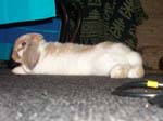 More pictures of Cream, the Dwarf Lop Rabbit -  88 of 90