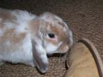 More pictures of Cream, the Dwarf Lop Rabbit -  90 of 90