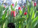 Tulips at Araluen -  3 of 102