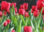 Tulips at Araluen -  4 of 102