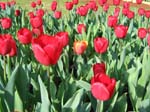 Tulips at Araluen -  5 of 102