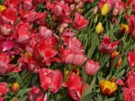 Tulips at Araluen