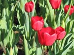 Tulips at Araluen -  7 of 102