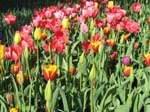 Tulips at Araluen -  8 of 102
