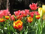 Tulips at Araluen -  9 of 102