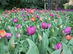 Tulips at Araluen -  16 of 102