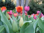 Tulips at Araluen -  20 of 102