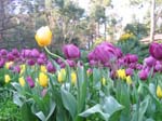 Tulips at Araluen -  23 of 102