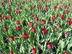 Tulips at Araluen -  24 of 102