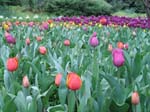 Tulips at Araluen -  29 of 102