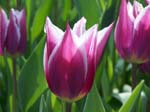 Tulips at Araluen -  31 of 102