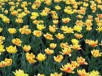 Tulips at Araluen -  32 of 102