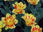 Tulips at Araluen -  34 of 102