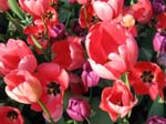 Tulips at Araluen -  38 of 102