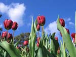 Tulips at Araluen