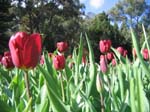 Tulips at Araluen -  41 of 102