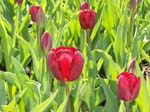 Tulips at Araluen -  50 of 102