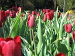 Tulips at Araluen -  53 of 102