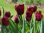 Tulips at Araluen -  55 of 102