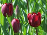 Tulips at Araluen -  56 of 102