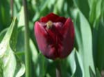 Tulips at Araluen -  59 of 102
