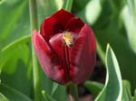 Tulips at Araluen -  60 of 102