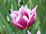 Tulips at Araluen -  62 of 102
