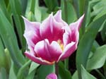 Tulips at Araluen -  63 of 102