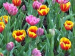 Tulips at Araluen -  65 of 102