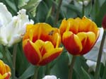 Tulips at Araluen -  67 of 102