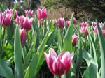 Tulips at Araluen -  68 of 102