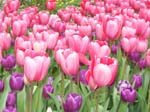 Tulips at Araluen -  71 of 102
