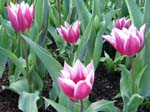 Tulips at Araluen -  72 of 102