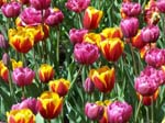 Tulips at Araluen -  74 of 102